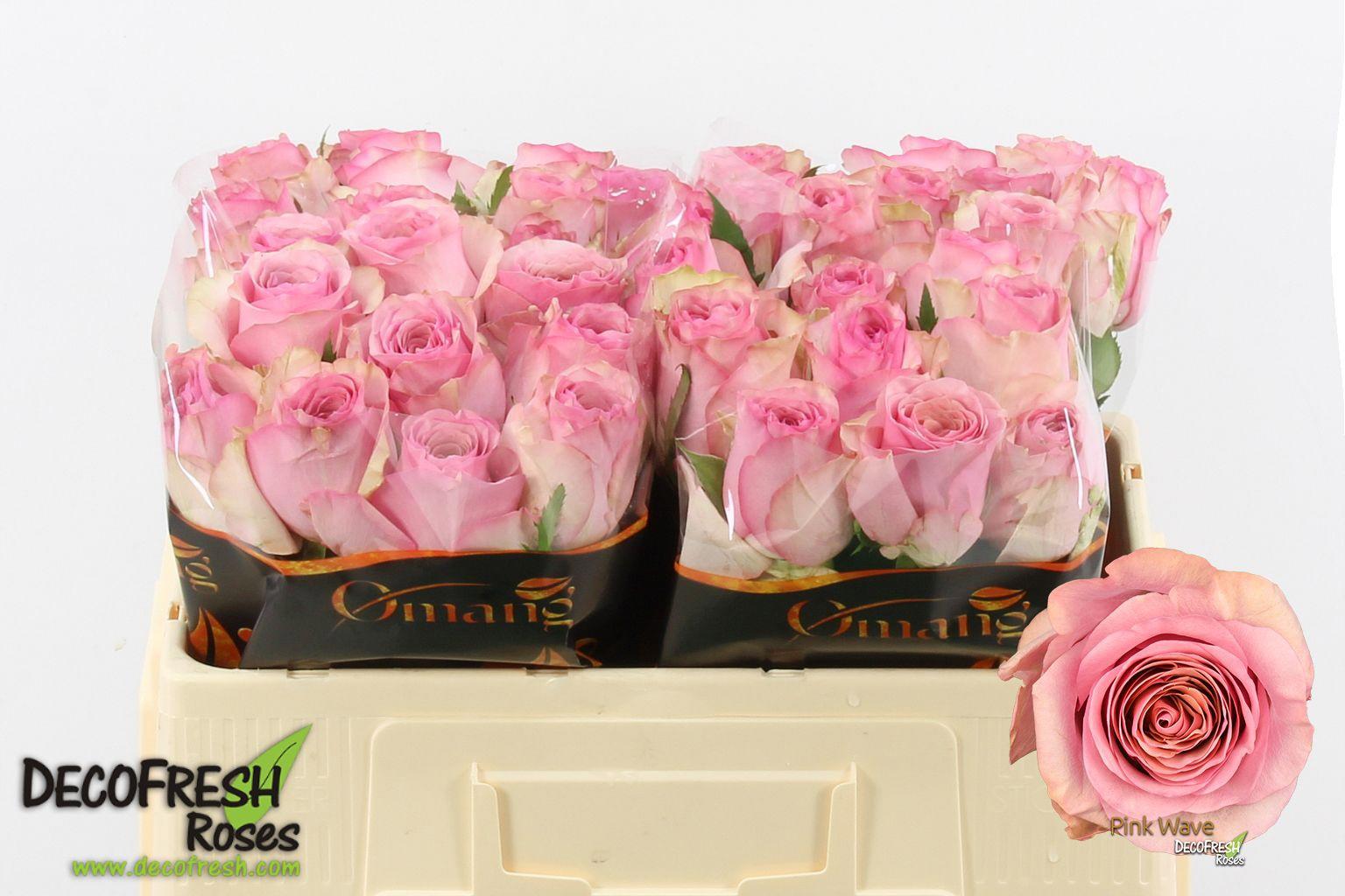 10x Rosa pink wave 50cm