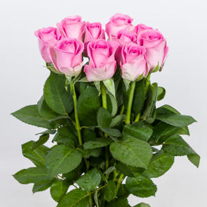 20x Rosa aqua! 40cm