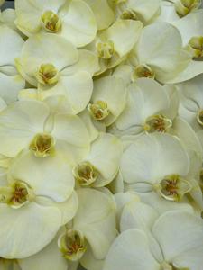 10x Phal. geel 80cm