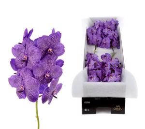 8x Vanda sun.lavender sprinkles 20cm