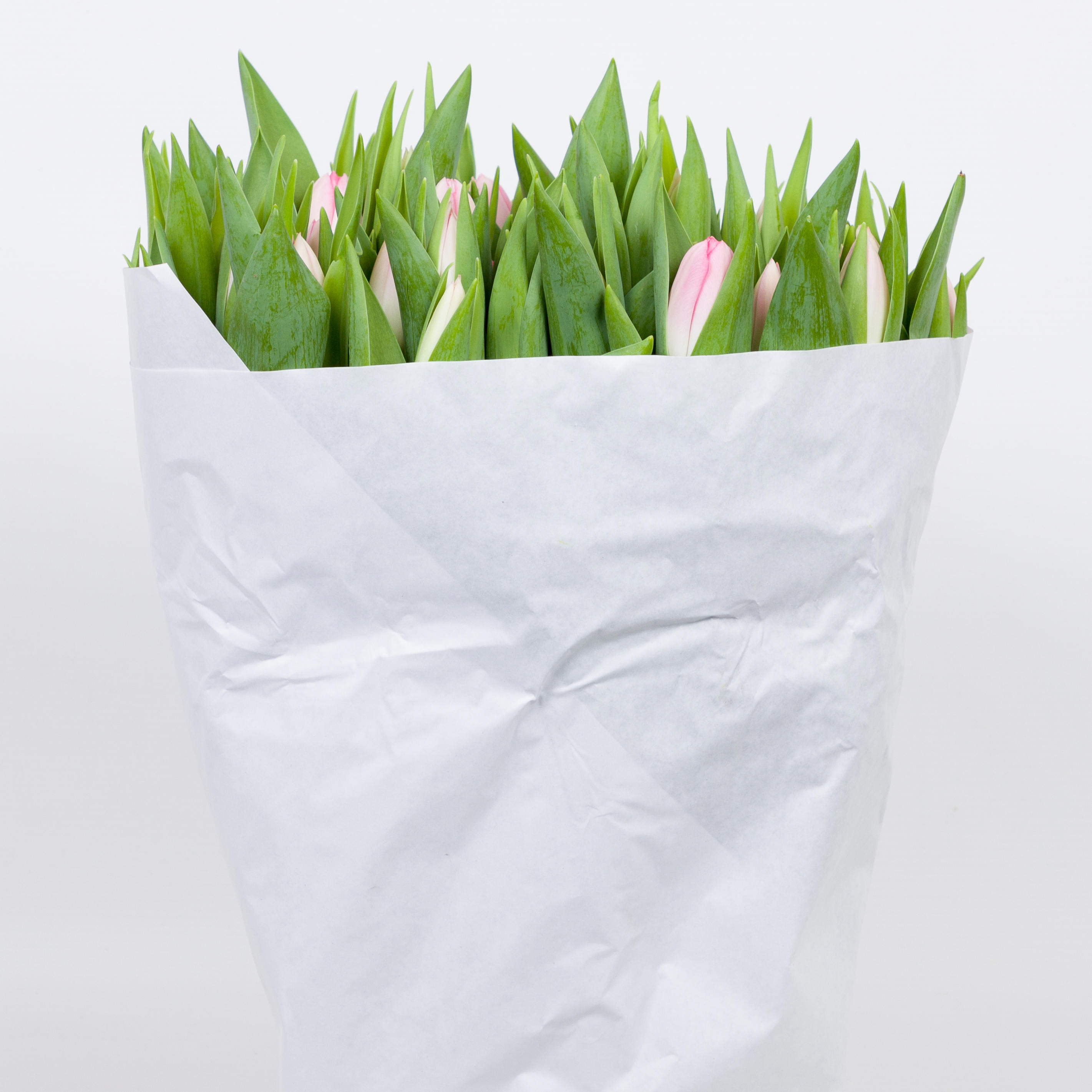 50x Tulipa dynasty en 40cm