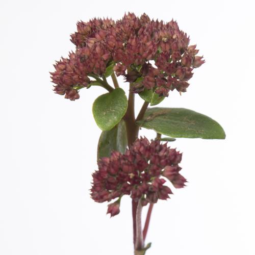 25x Sedum magical lizzy 60cm