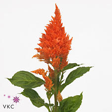 20x Cel.pl.sunday orange 80cm