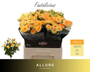 10x Rosa fantalicious 60cm