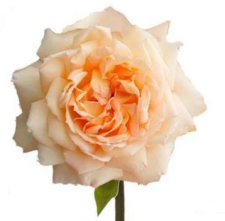 24x Rosa gard.princess holly's hope 50cm