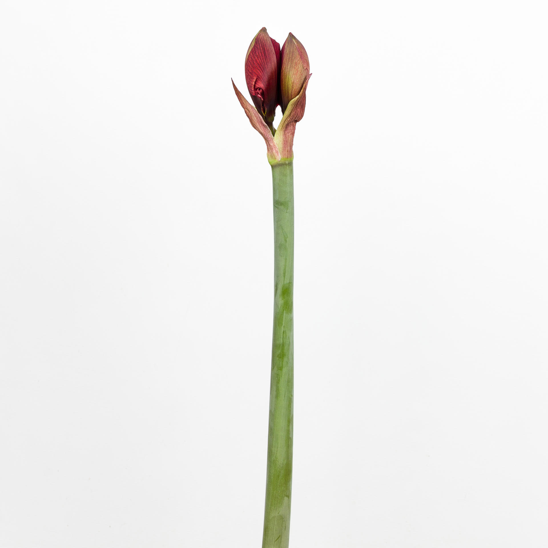 12x Hipp.red torro 50cm