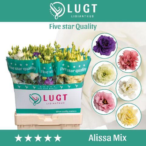 50x Eust.alissa mix var.du 70cm