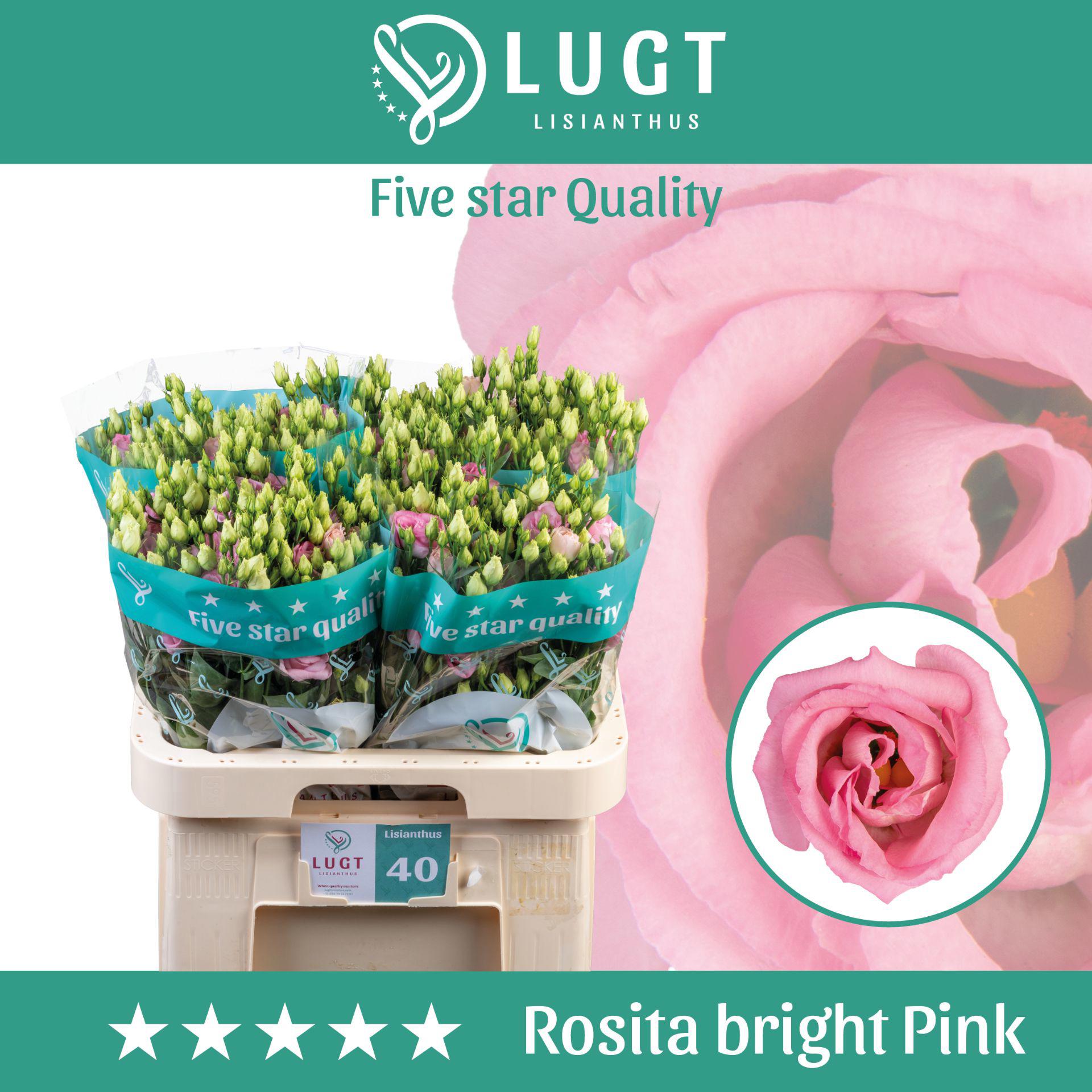 10x Eust.rosita bright pink du 70cm