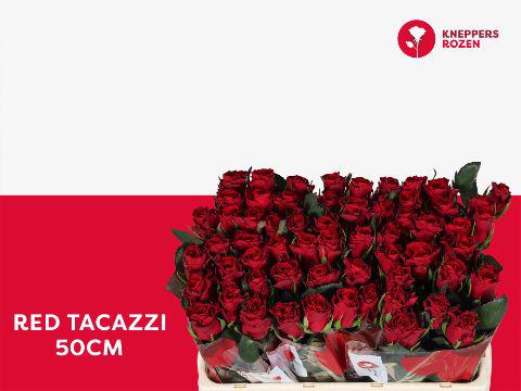 20x Rosa red tacazzi+ 50cm