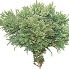 3x Ko cryptomeria jap.cinderella 10cm