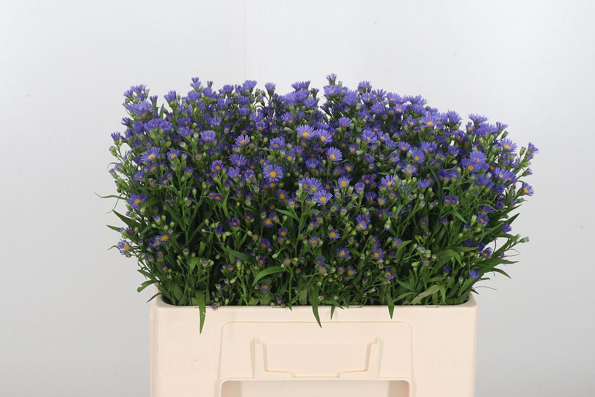 25x Aster casamare 70cm