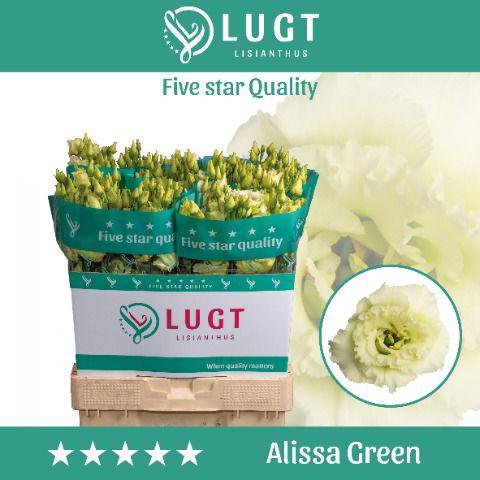 10x Eust.alissa green du 70cm