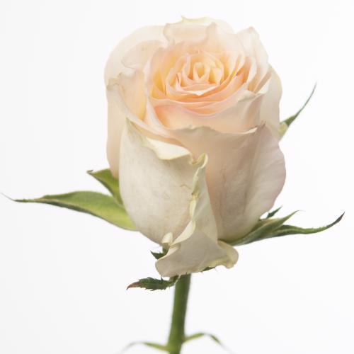 20x Rosa brinessa 60cm
