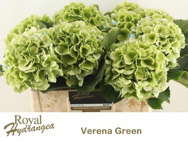 10x Hydr.verena blauw classic 50cm