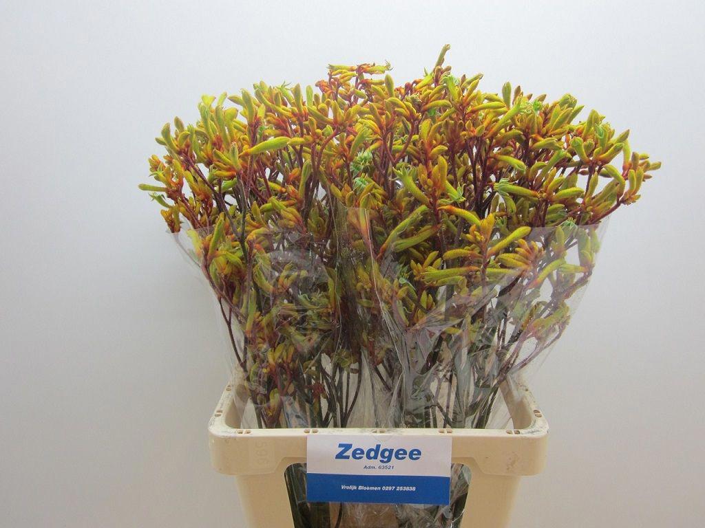 20x Anigoz.orange velvet 70cm