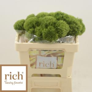 25x Dian.bar.kiwi mellow 50cm