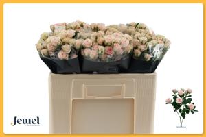 10x Rosa severina 50cm