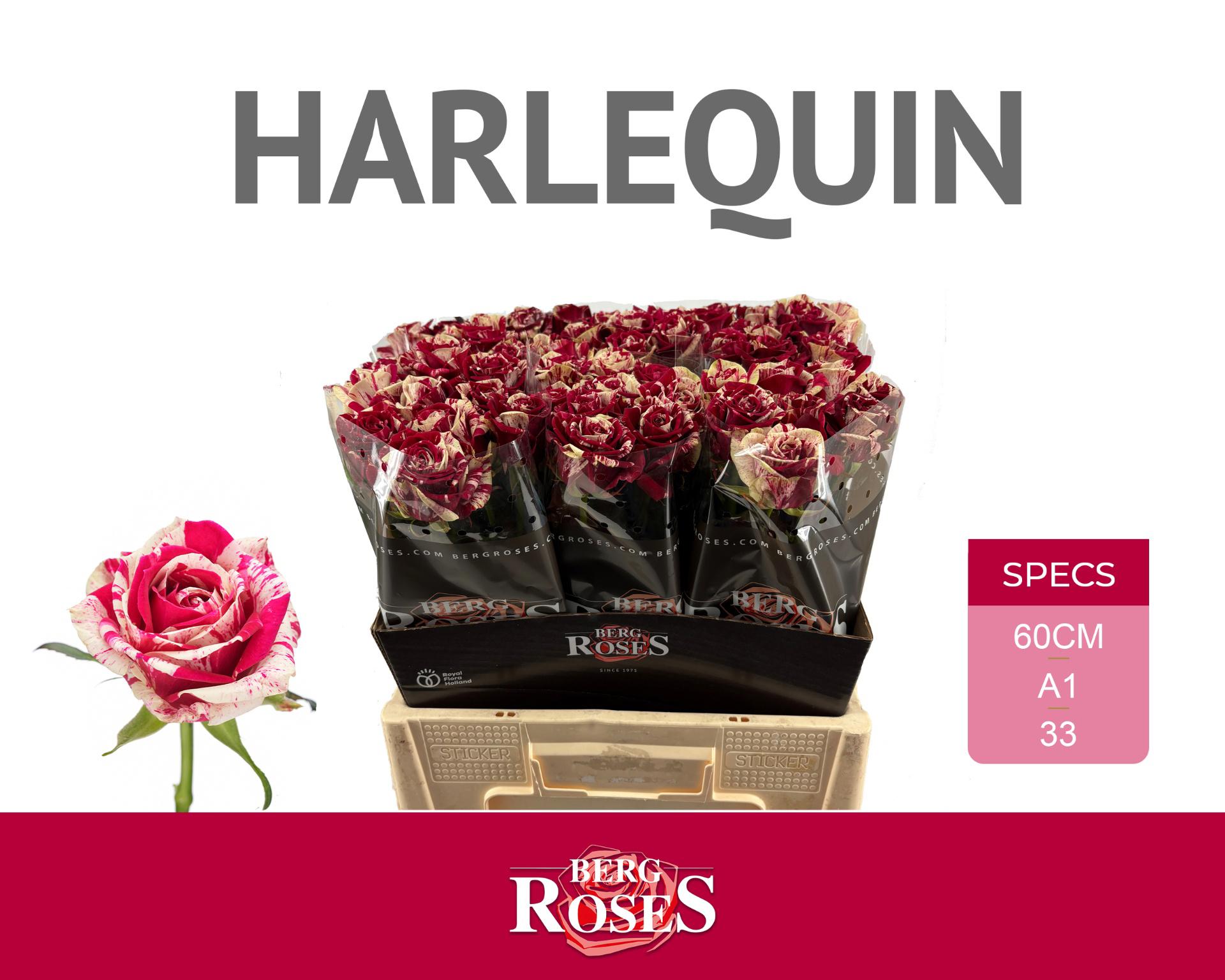 10x Rosa harlequin 60cm