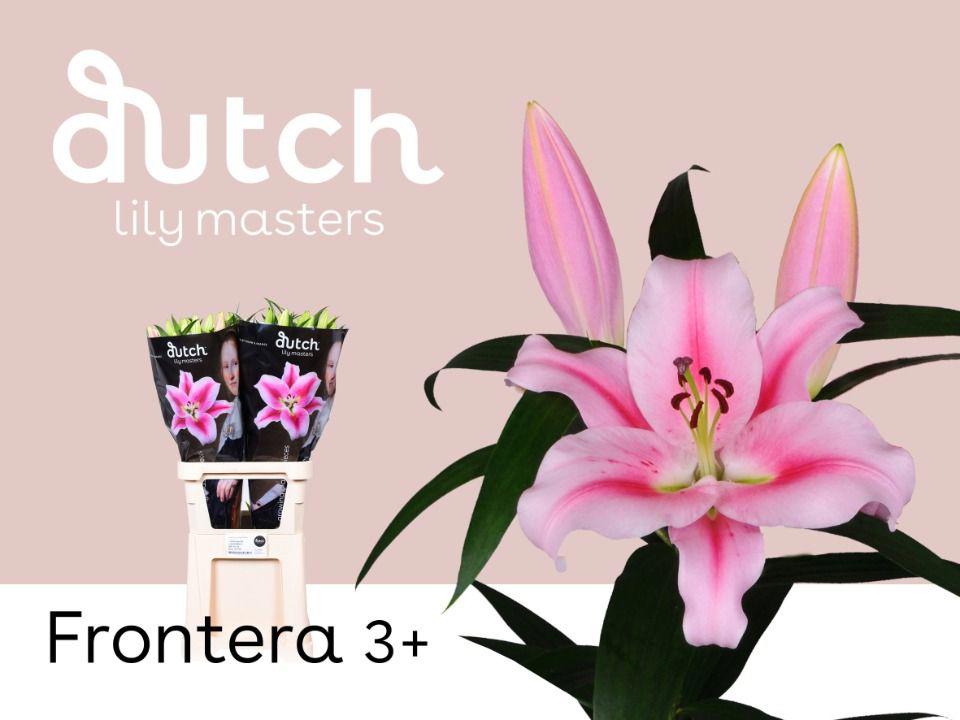 10x Lil.frontera or 80cm