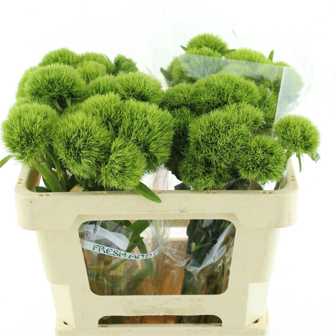 40x Dian.bar.kiwi mellow 50cm