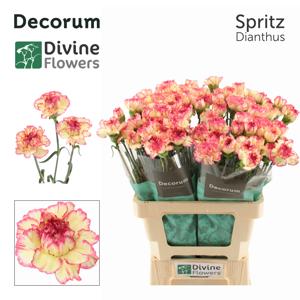 20x Dian.st.spritz 60cm