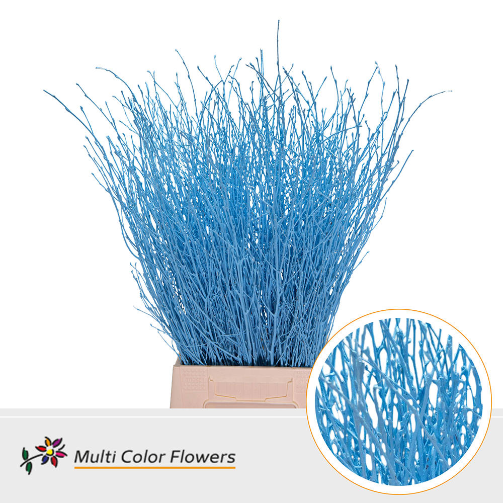 10x Tk betula blauw 70cm