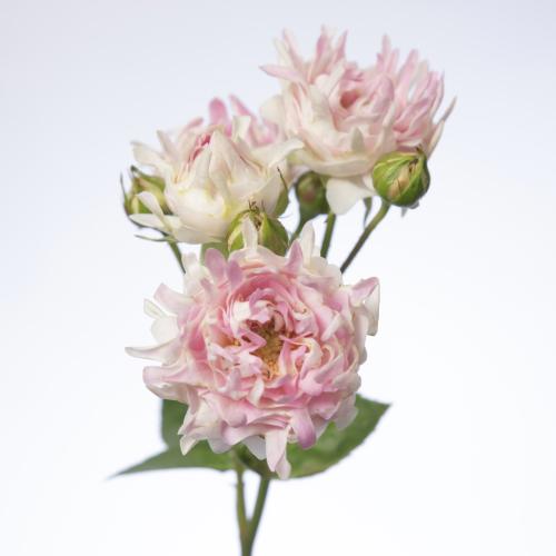 10x Rosa love it 60cm