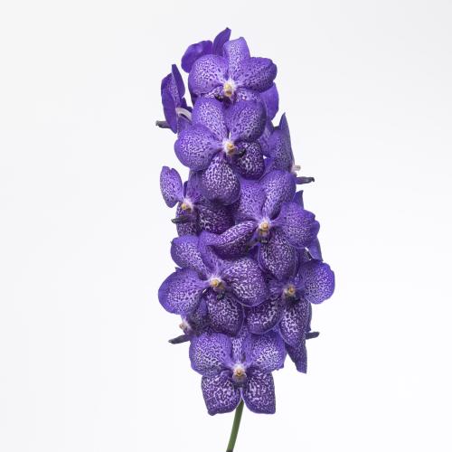 16x Vanda sun.blueberry smoothie