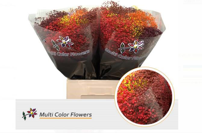 25x Gipskruid m.stars herfst 80cm