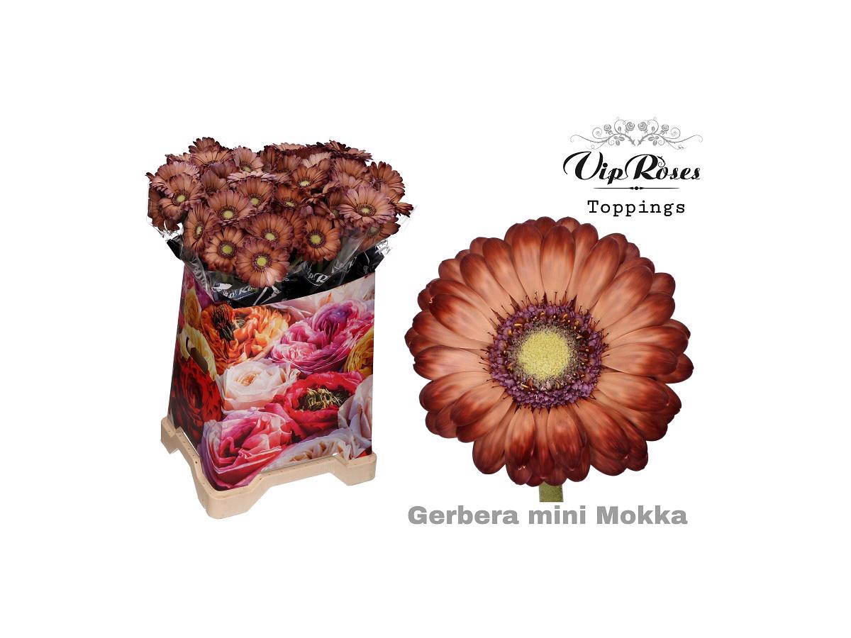40x Germ.(v) mokka 50cm