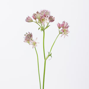 25x Astrantia star of africa 60cm