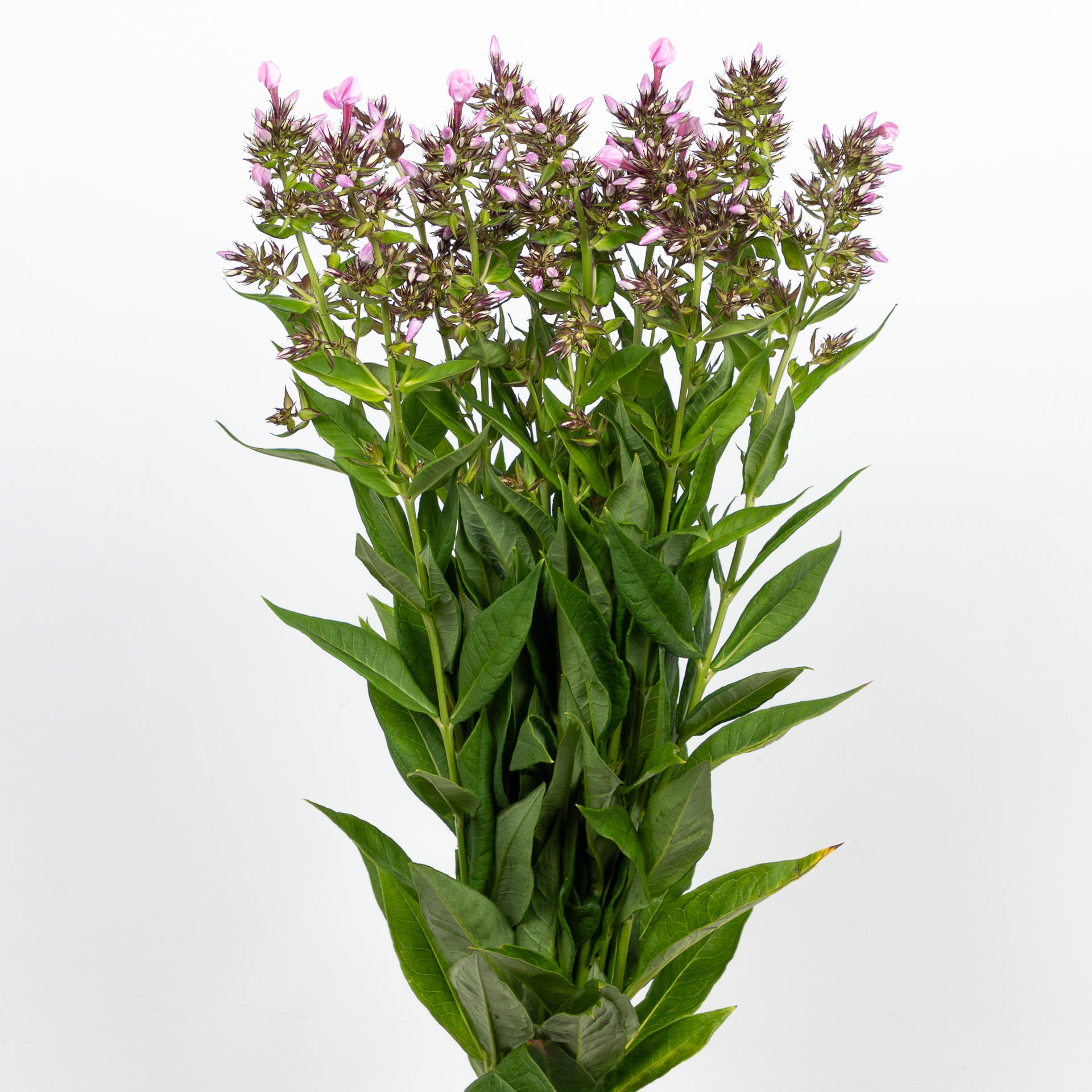 20x Phlox sweet lexy 60cm