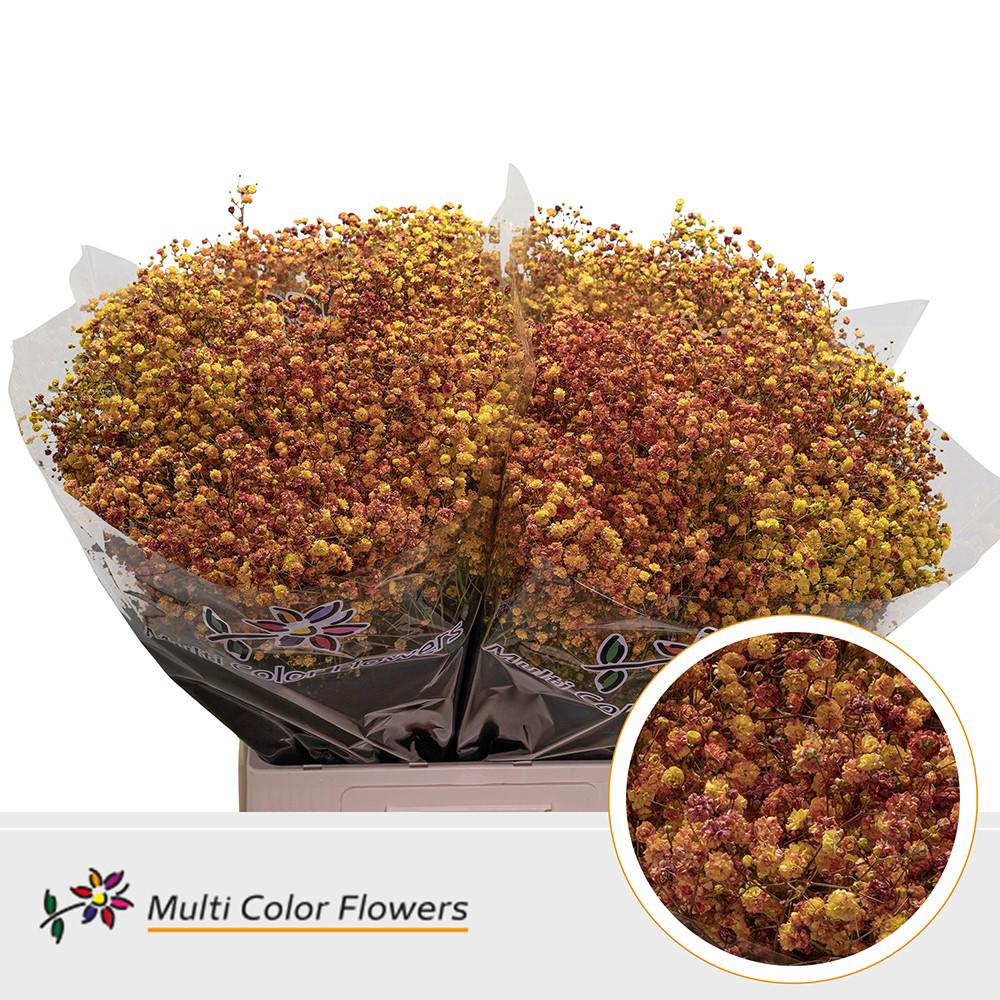 25x Gipskruid xlence herfst 70cm