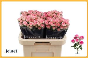 10x Rosa tralala 60cm