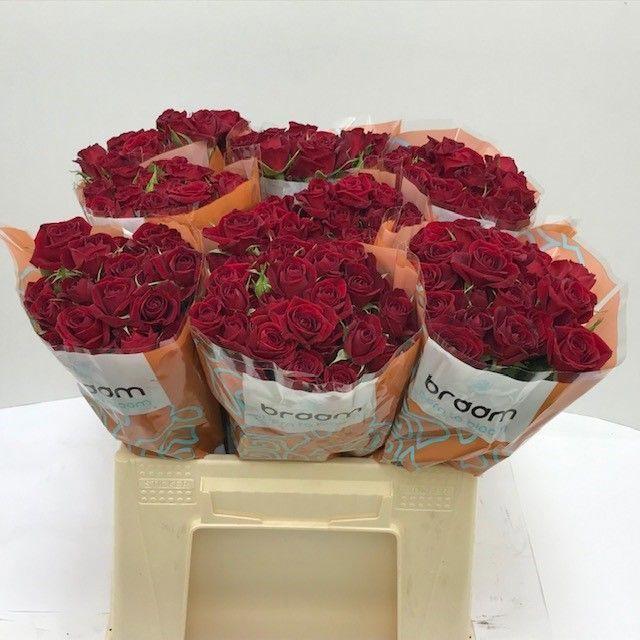 10x Rosa rubicon 40cm