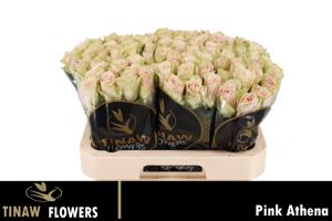 20x Rosa pink athena 60cm