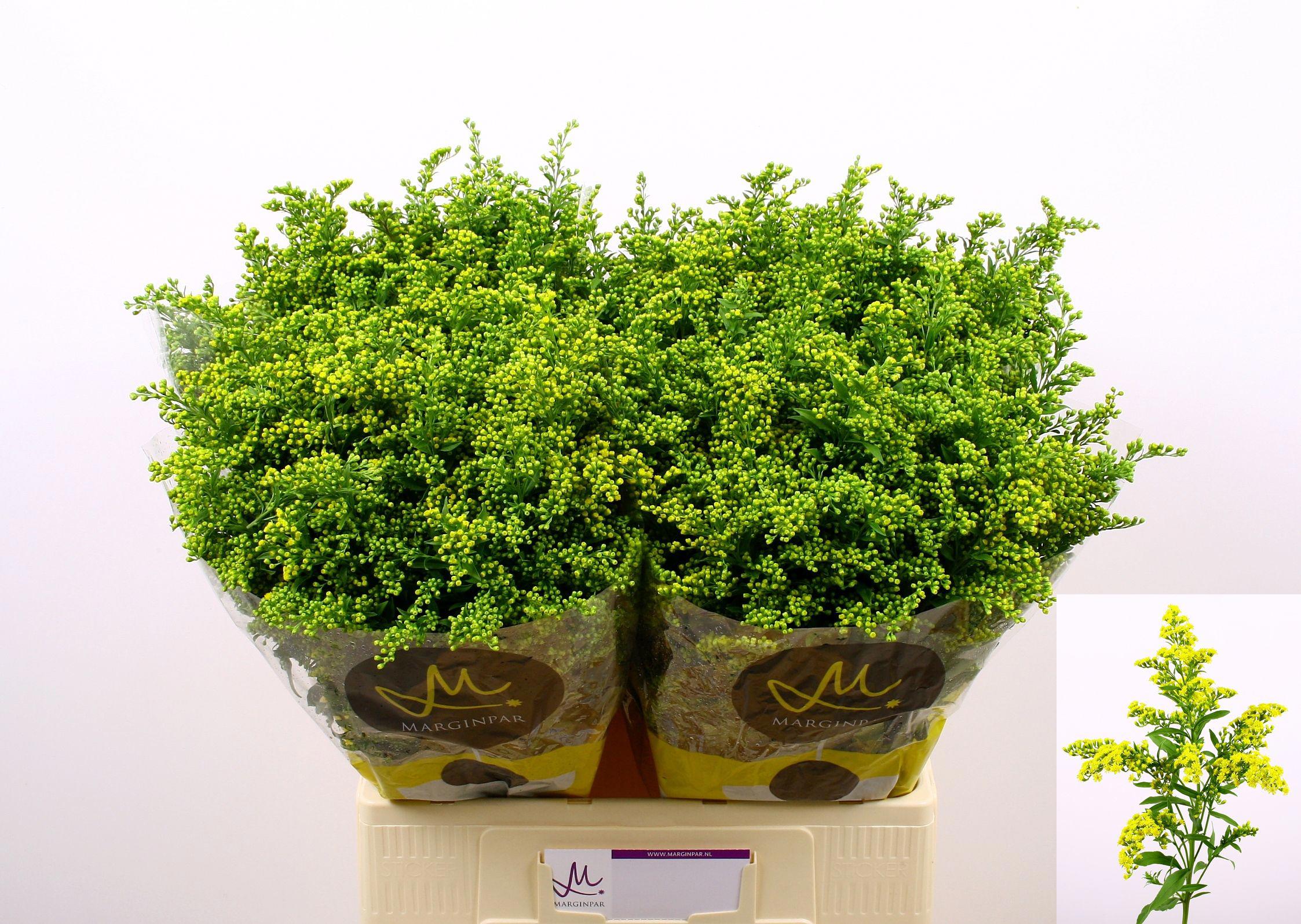 25x Solid.carzan glory 70cm