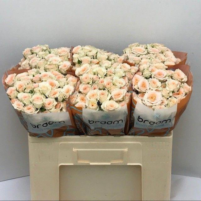 10x Rosa rosanella 50cm