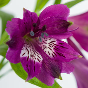 10x Alstroemeria carline 70cm