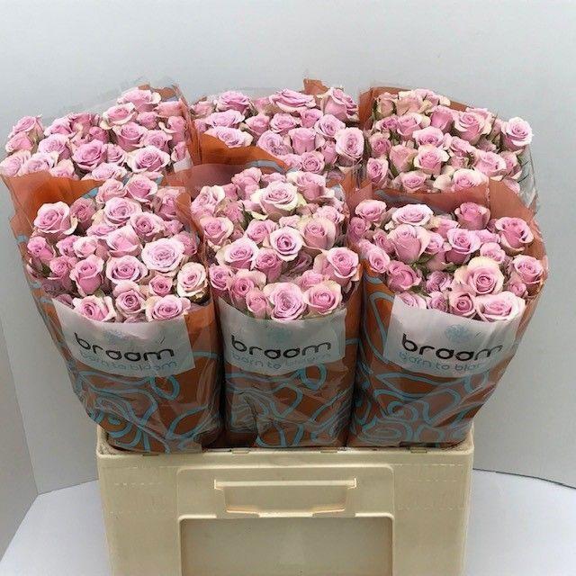 10x Rosa leila 60cm