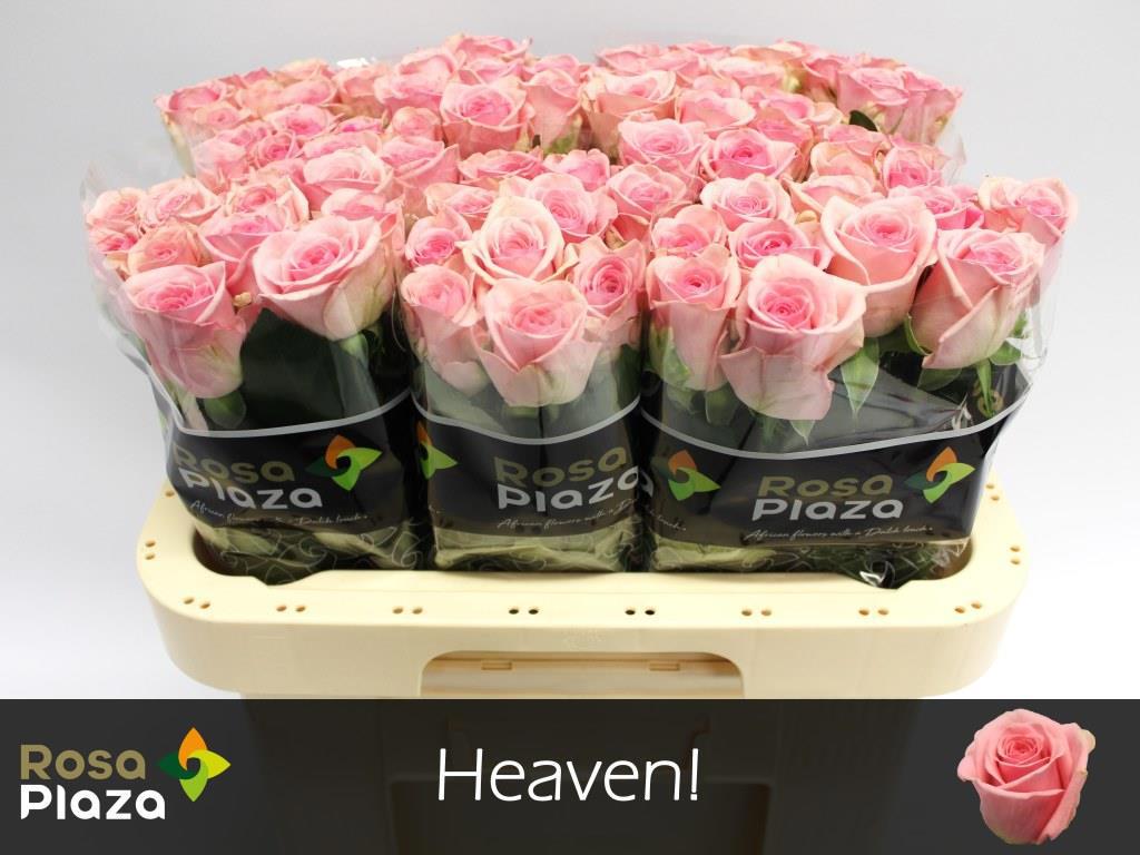 10x Rosa heaven! 60cm
