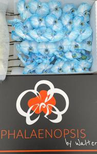 10x Phal. navy blue 80cm