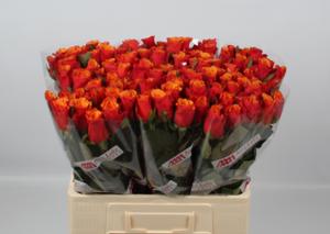 20x Rosa espana 60cm