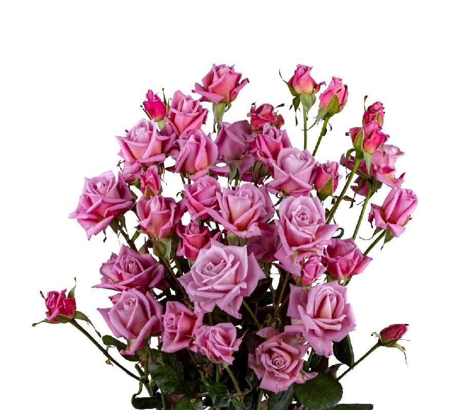 10x Rosa tr. a-lady 80cm