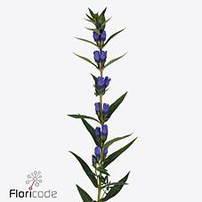 10x Gentiana just blue 70cm