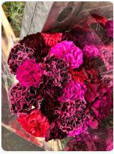 20x Dian.st.red fire mix/bos 60cm