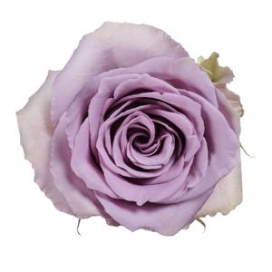 25x Rosa shocking blue 60cm