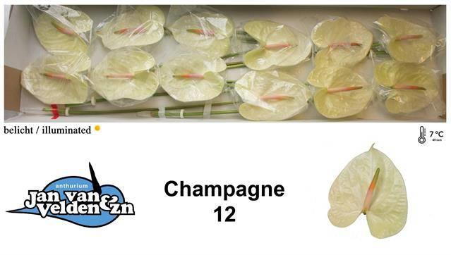 12x Anth.champagne 10cm