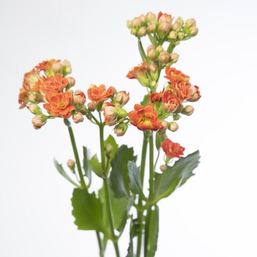 10x Kalanchoe brilliant orange meadow 40cm