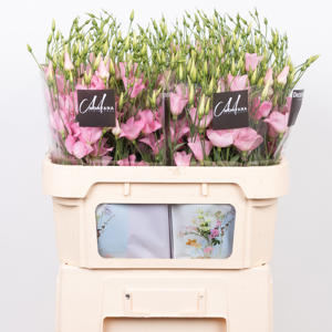 10x Eust.botanic pink en 70cm